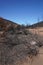 Dry burnt California hillside charred and devastated by a forest wildfire