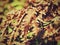 Dry burnt dead fern stalks on dry forest natural background