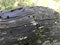 Dry burnt dead tree eaten by bark beetle.