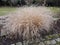 Dry bush Pennisetum foxtail
