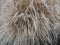 Dry bush Pennisetum foxtail