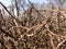 Dry bushes. thorn brown branches without leaves