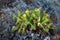 Dry cactus Opuntia on thorn twigs background