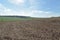 Dry cane straw in the soil after sugarcane harvest