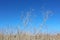 Dry Canola flower field due to California drought