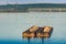 Dry cargo barges with sand stand on the roadstead against the background of bridges across the river