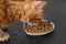 Dry cat food on a dark background. Blurred cat head. Selective focus