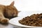 Dry cat food on a white plate with blurred photo background of ginger cat sleeping beside the plate.