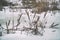 Dry cattail, marsh grass on a snowy background