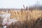 Dry cattail, marsh grass on a snowy background