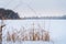 Dry cattail, marsh grass on snowy background in winter