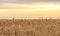 Dry Cattail or Typha field in sunset. Bulrush or Reedmace or Reed or Corn dog grass or Swamp sausage