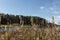 Dry cattails bulrush on the bank of the pond with seeds spread by the wind