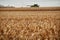 A dry cereal crop, stubble and combine harvester