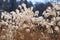 Dry chinese silver grass in brigth sunlight