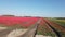 Dry clay fields with tulips at the island of Goeree Overflakkee in the Netherlands