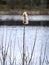 Dry close-up view of a reed on a blurred background,.picture with bog texture, fragments of bog plants