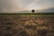 Dry clumps of grass, lonely tree on the horizon, evening view