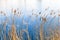 Dry coastal reed on still lake coast