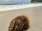 Dry coconut Cocos nucifera on the beach