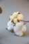 dry colored cotton flowers