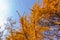 Dry coniferous branches opposite the sky. Ecological disaster. Drought