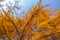 Dry coniferous branches opposite the sky. Ecological disaster. Drought