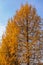 Dry coniferous branches opposite the sky. Ecological disaster. Drought