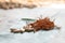 Dry cordyceps militaris on a green banana leaf with wooden background. Orange medical mushroom for good health with capsules.