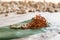 Dry cordyceps militaris on a green banana leaf with wooden background. Orange medical mushroom for good health with capsules.