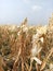 Dry Corn Garden. Freshly harvested Corn Garden with dry stems and leaves