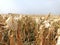 Dry Corn Garden. Freshly harvested Corn Garden with dry stems and leaves