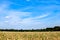 Dry corn that was destroyed by the drought