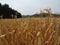 Dry cornfield in the autumn. Harvesting time.