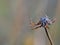 Dry cosmos flower on blurry smooth background