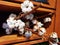 Dry cotton branches on the shelf