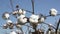 Dry cotton plant with small fluffy flower bolls on field