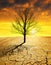 Dry country with cracked soil and barren tree at sunset.