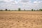 Dry cracked agricultural field due to drought, lack of water