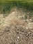 Dry cracked clay in corner of wheat field. Dusty ground with deep cracks and flowers.