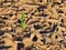 Dry cracked clay of wheat field. Dusty cracked ground