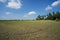 Dry cracked clay of wheat field. Dusty ground with deep cracks,