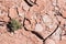 Dry cracked desert ground with plant