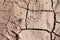 Dry cracked dirt with some foot traces of rough hiker travelers boo