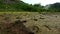 Dry cracked earth on a background of greenery