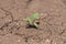 Dry cracked earth with plant struggling for life, drought, background