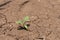 Dry cracked earth with plant struggling for life, drought, background