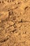 Dry cracked earth texture. Cracks in the dried soil. Desertification