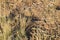 Dry cracked soil grass desert