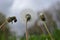 Dry dandelion flower in three stages